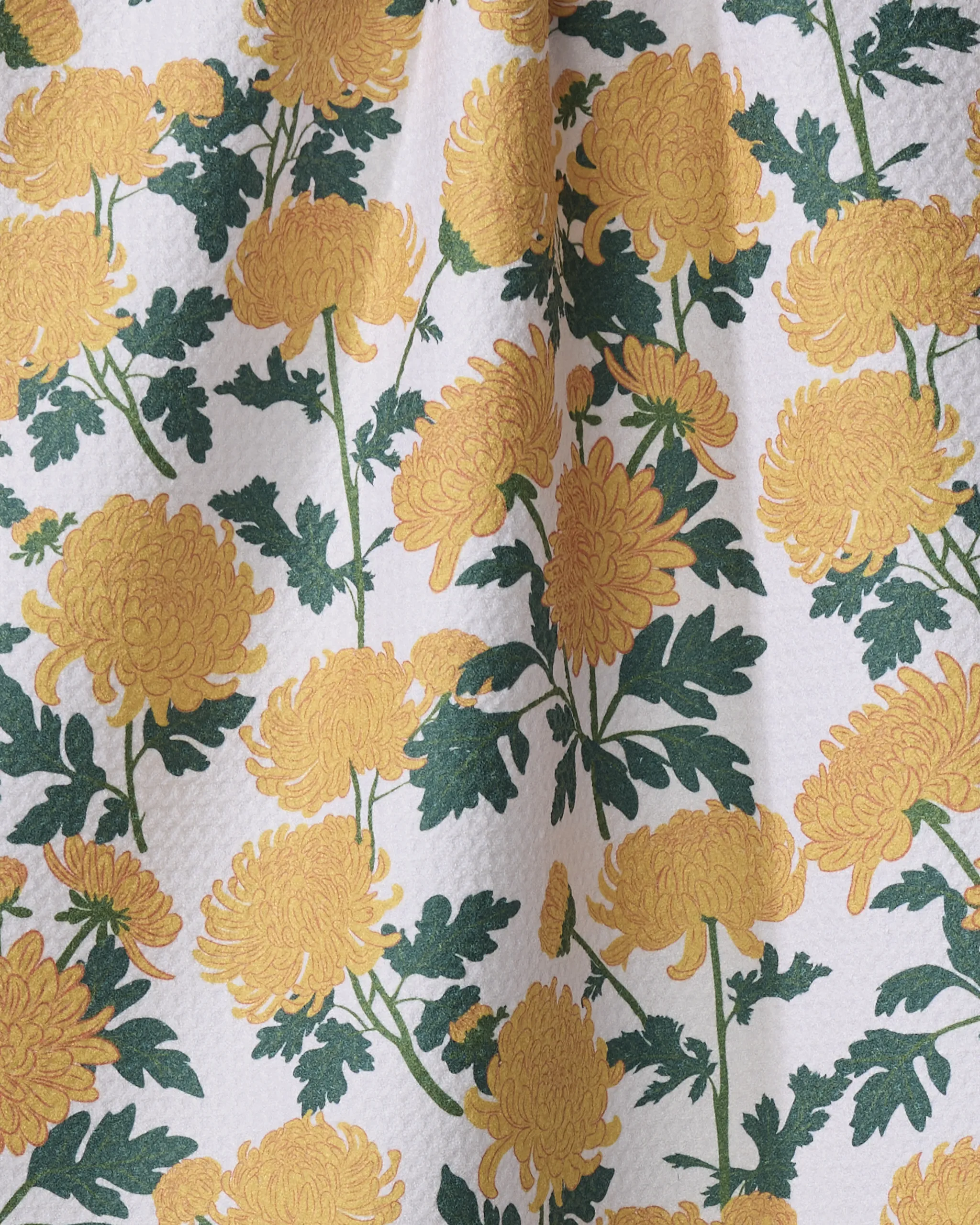Chrysanthemum - Image 2