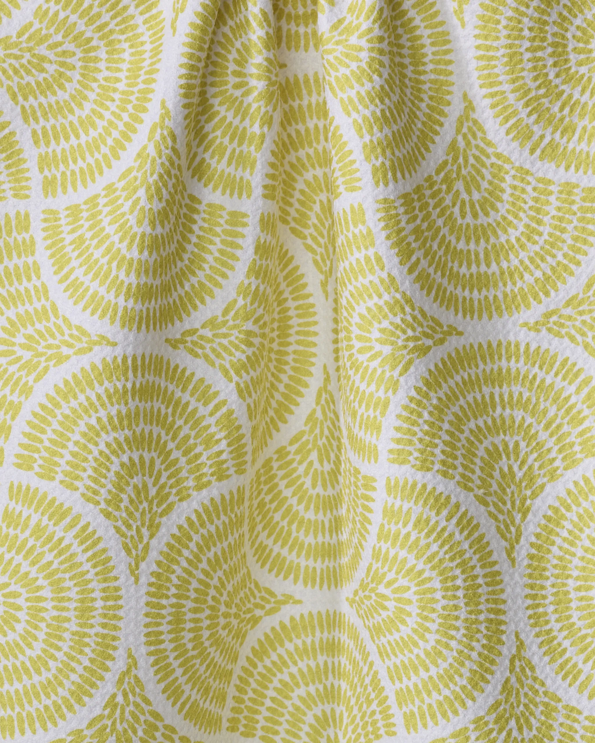 Ferns - Image 2
