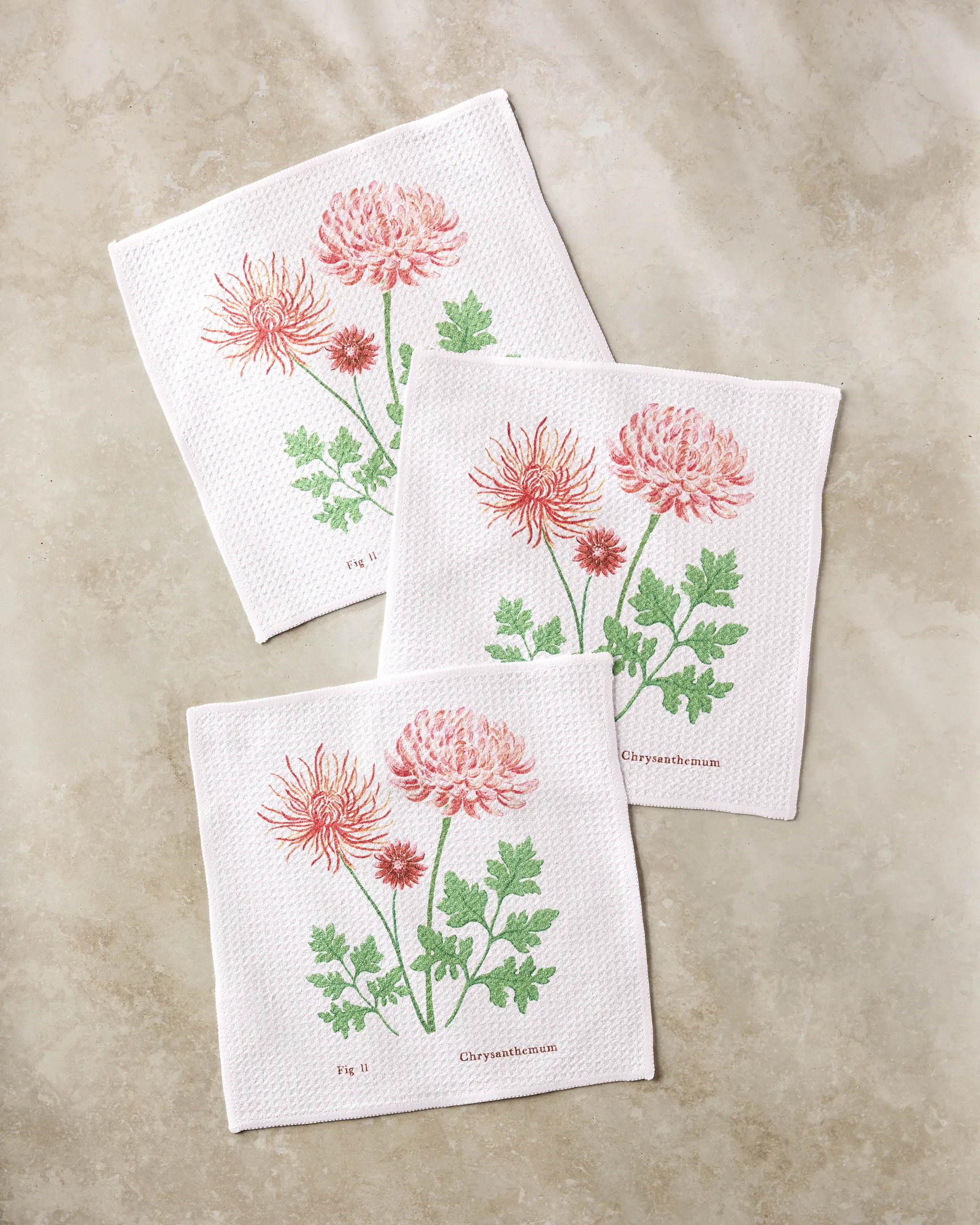 November Chrysanthemum