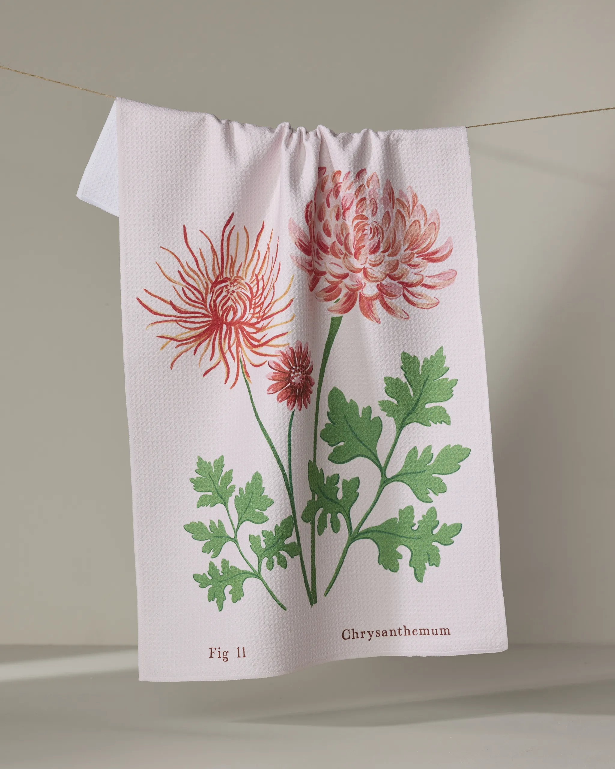November Chrysanthemum
