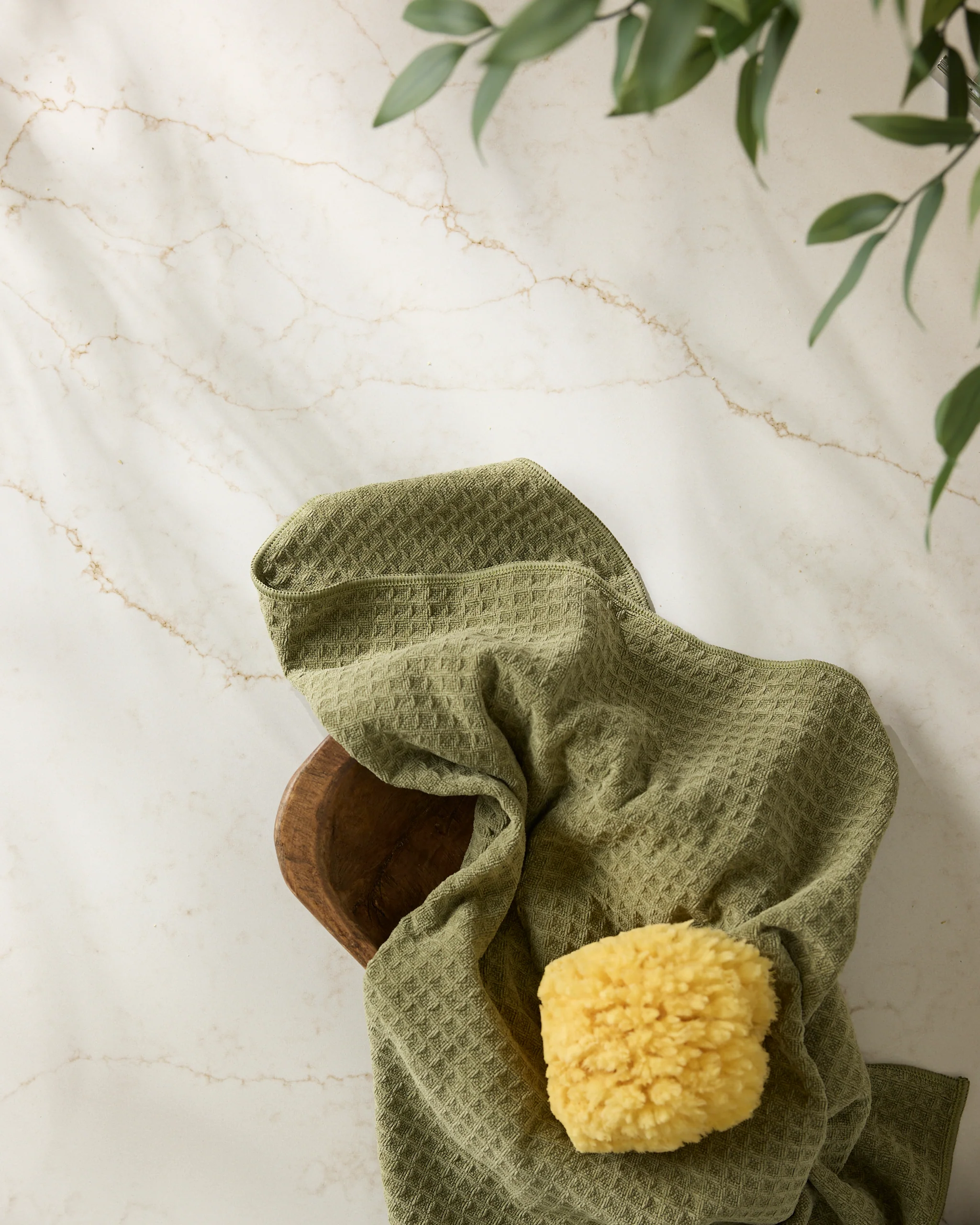 Olive - Image 3