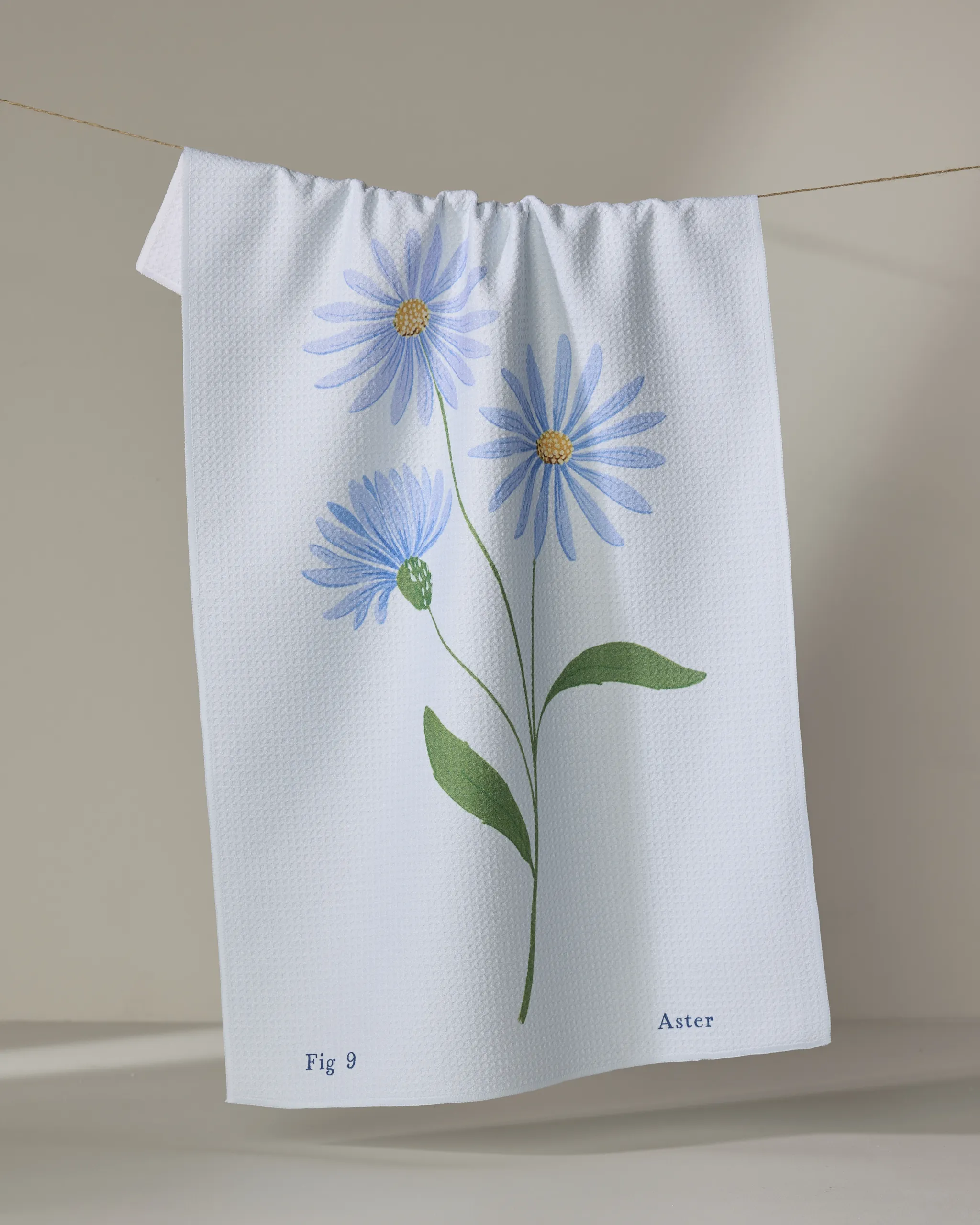 September Aster