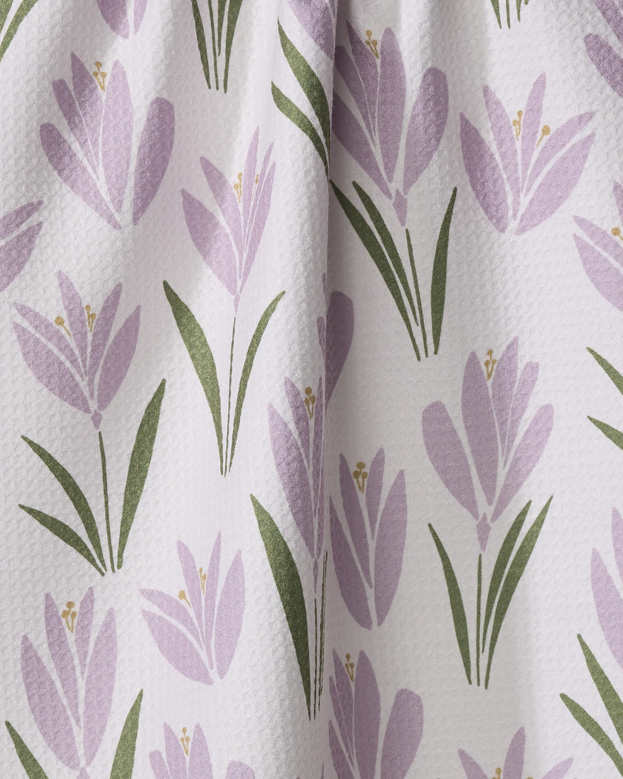 Tulip Bulbs - Image 2